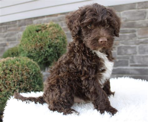 Bruno - Miller's Country View Paws - Portuguese Water Dog