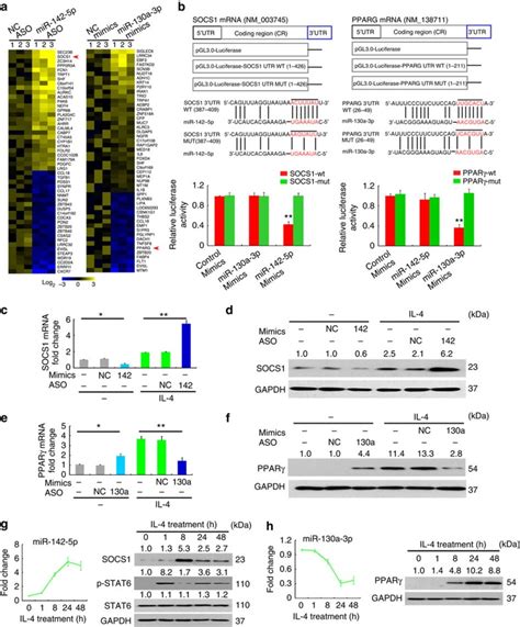 Mir P And Mir A P Are Regulated By Il And Il And Control