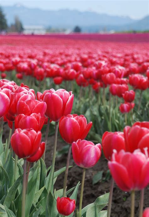 The Skagit Valley Tulip Festival In Mt Vernon Wa