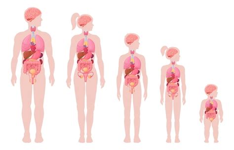 Infografik Zum Menschlichen K Rper Cartoon Mann Frau Junge Und