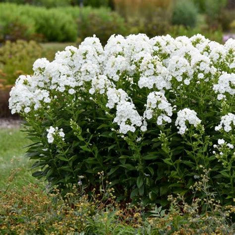 Phlox Paniculata Luminary™ Backlight Blacklight Tall Garden Phlox