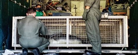 Saving Endangered Hawaiian Monk Seals - US Coast Guard Rescue Flight - Beat of Hawaii