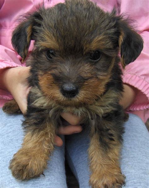 Health standards are improving for the future Yorkie terrier mix 22