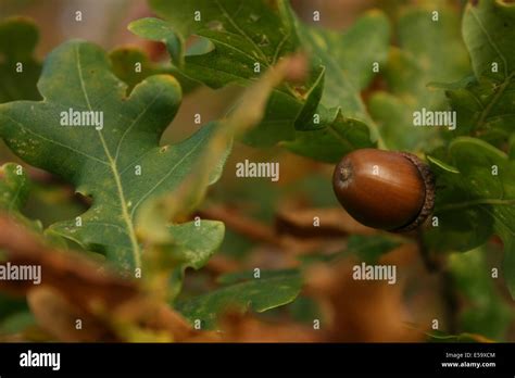 Oak And Acorn Stock Photo Alamy