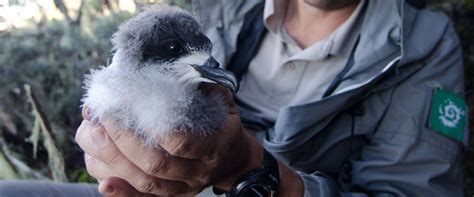 A Man Holding A Small Bird In His Hand