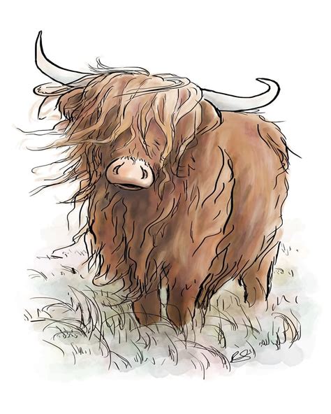 How To Draw A Highland Cow Step By Step