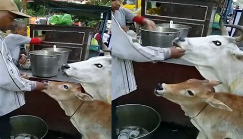 Weird Story Cow Eating Golgappa Video 186654 जमकर वायरल हो रहा चटोरी गाय का वीडियो बछड़े के साथ