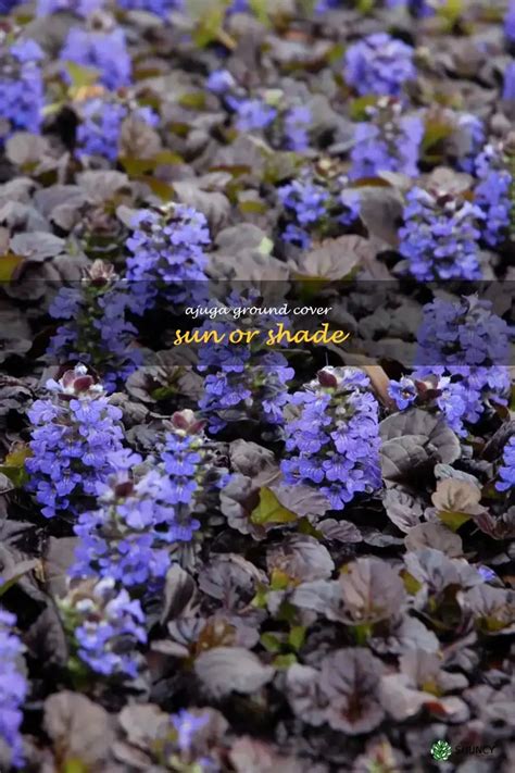 Discover The Versatility Of Ajuga Ground Cover: Thriving In Sun Or ...