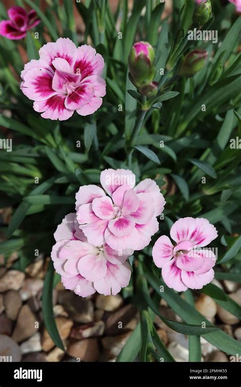 Dianthus Caryophyllus Pink Kisses Hi Res Stock Photography And Images