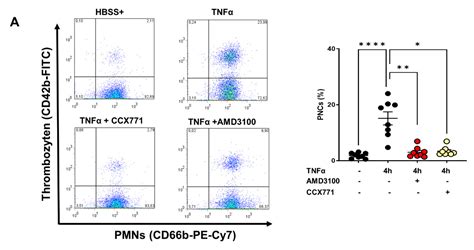 IJMS Free Full Text CXCR4 And CXCR7 Inhibition Ameliorates The