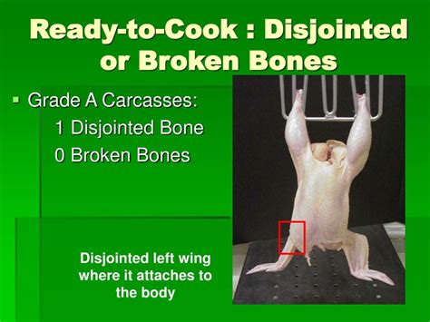 Ppt Poultry Judging Readytocook Carcasses Powerpoint Presentation