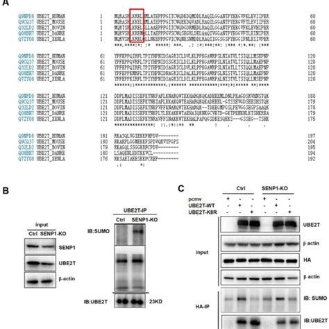 Senp Desumoylates Ube T A Comparative Analysis Of Ube T In