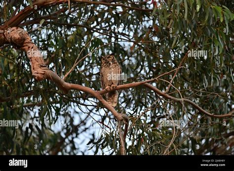 Great Horned Owl - Bubo virginianus Stock Photo - Alamy
