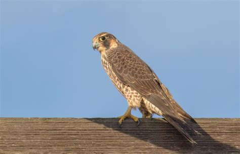 Peregrine Falcon | San Diego Bird Spot