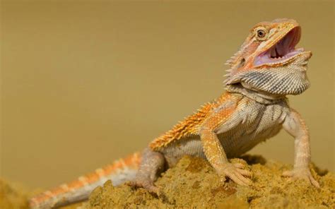 Bearded Dragon Behavior: 18 Common Types & What They Mean