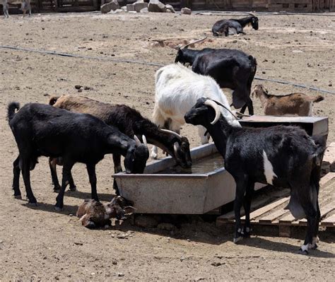 Ammonium Chloride For Goats