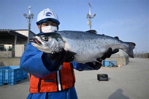 「境港サーモン」水揚げ開始 東日本大震災で養「境港サーモン」水揚げ開始 東日本大殖場移転11年目 ★マエちゃん噴泉記★【大阪de農業】