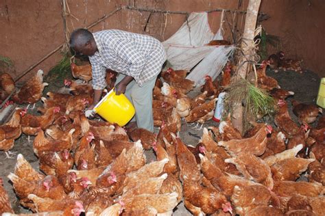 Ufugaji Wa Kuku Wa Mayai Hatua Kwa Hatua Utangulizi Ufugaji Bora