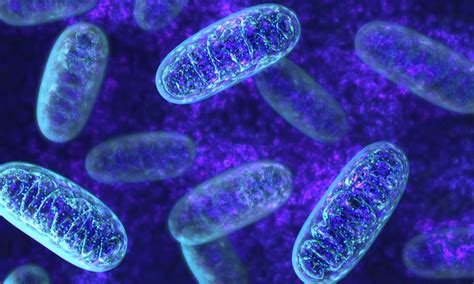 Mitochondrial Donation Now Legal In Australia — Australian Genomics