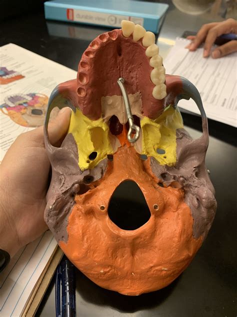 Anatomy Lab 1 Inferior View Skull Diagram Quizlet