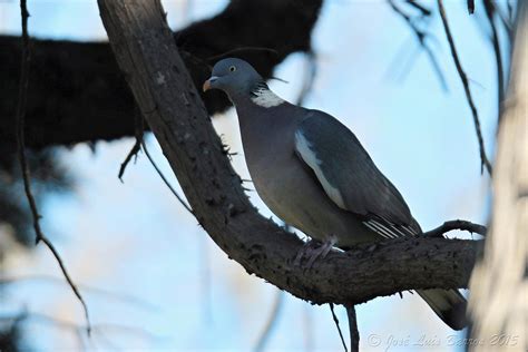 Pombo torcaz Columba palumbus Wood pigeon Também Pomb Flickr