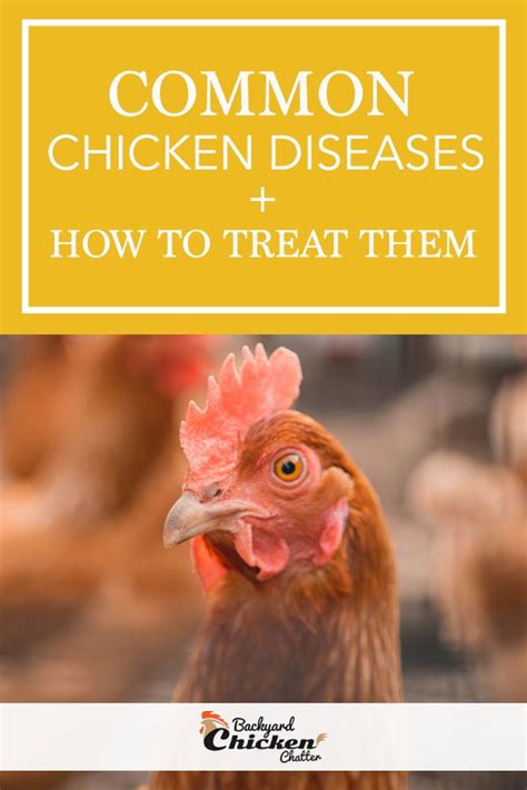 How To Treat Some Of The Most Common Chicken Diseases Chickens