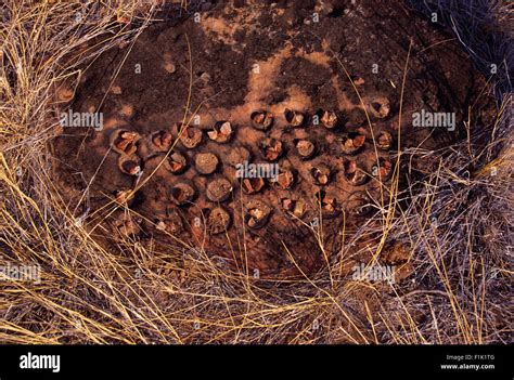 Morabaraba, a traditional African strategy board game, Kruger National ...