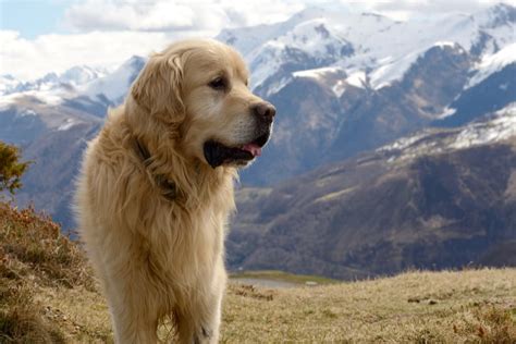 Here's the 8 Types of Mountain Dog Breeds | Great Pet Care