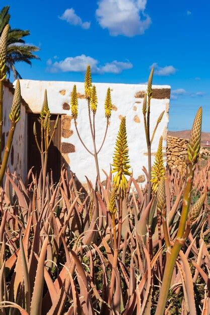 Premium Photo Aloe Vera Plant In Bloom Fuerteventura Canary Islands