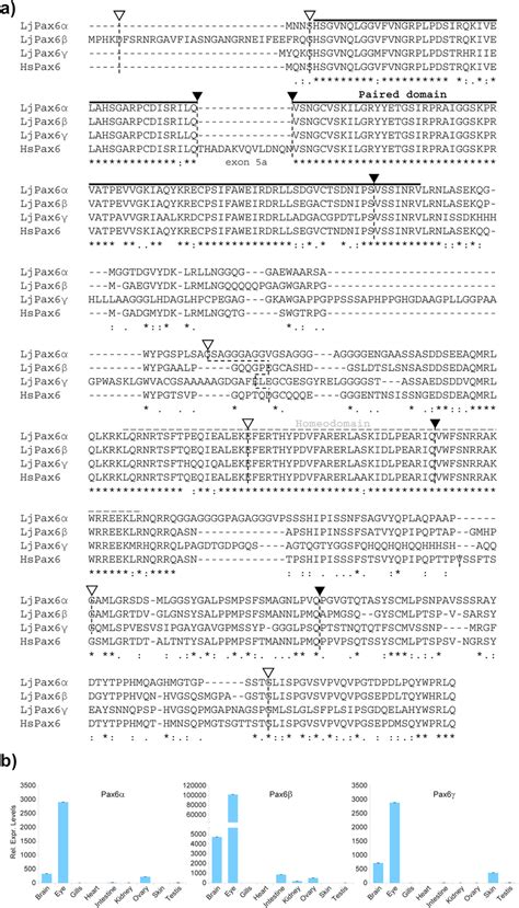 Protein Sequences And Expression Patterns Of The Japanese Lamprey Pax6