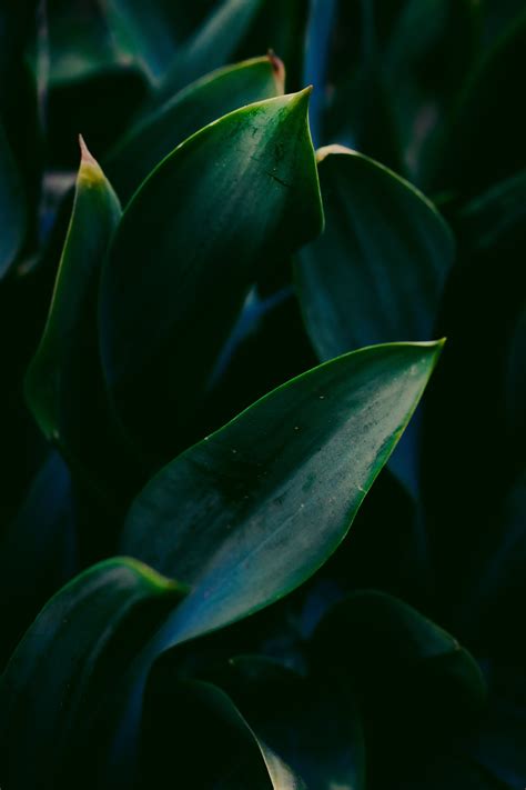 Green Leafed Indoor Plant · Free Stock Photo