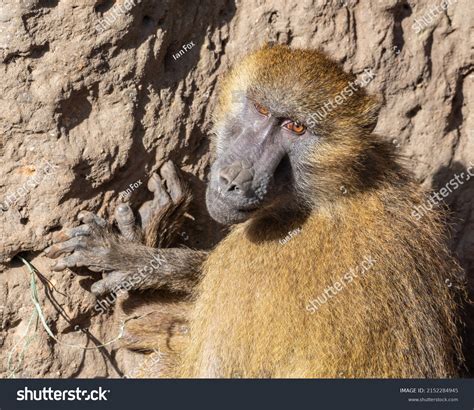 Gelada Monkey Sitting On Ground Stock Photo 2152284945 Shutterstock