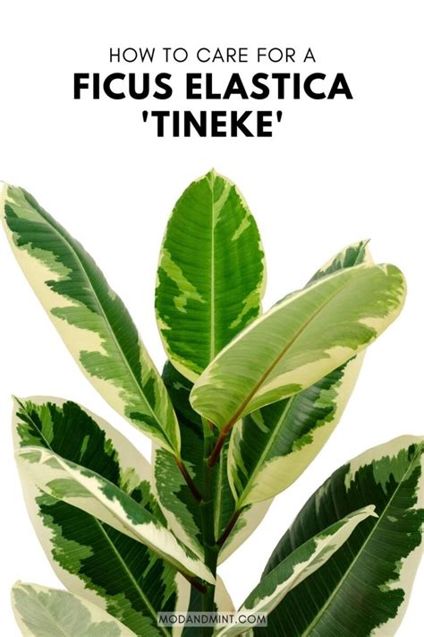 Ficus Elastica Tineke Care (Tineke Rubber Plant)