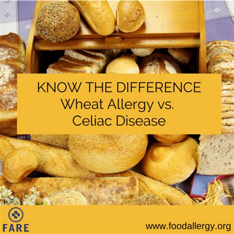 Know The Difference Wheat Allergy Vs Celiac Disease Wheat Allergies