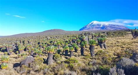 Escalada Al Monte Kilimanjaro A Trav S De La Ruta Machame D As