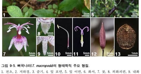 국립산림품종관리센터 산림자원식물 특성연구10 발간