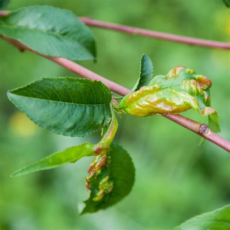 Peach Leaf Curl - Pest Control Options