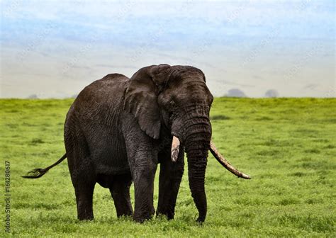 Big bull elephant roaming the Ngorongoro Crater of Tanzania, Africa ...