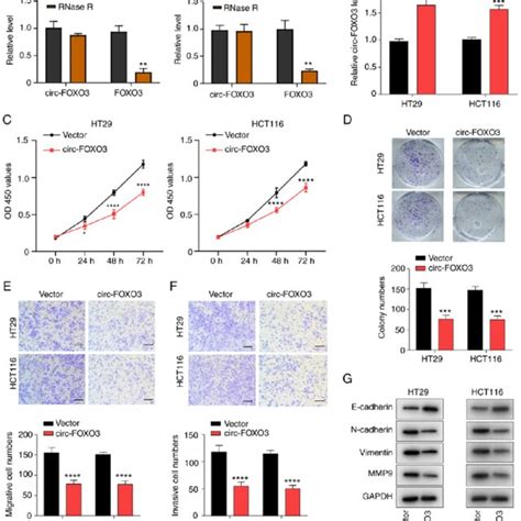 Overexpression Of Circ Foxo3 Inhibits Colorectal Cancer Cell