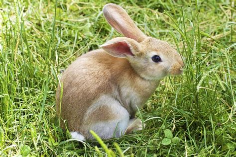 ¿dónde Viven Los Conejos Mascotas