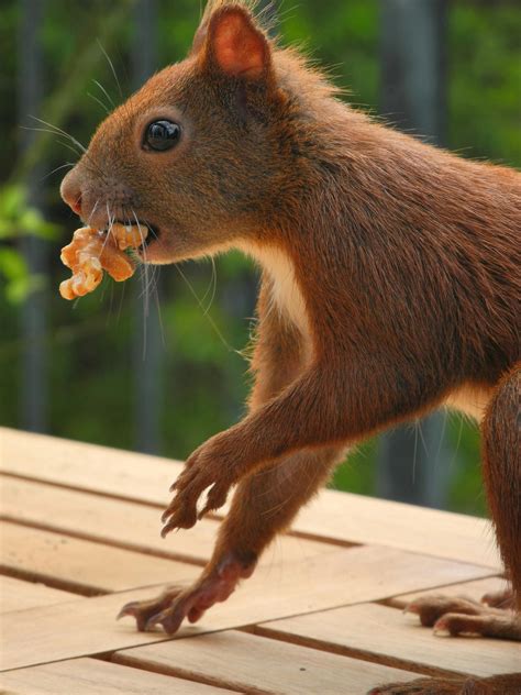 Kostenloses Foto Zum Thema Draußen Eichhörnchen Essen