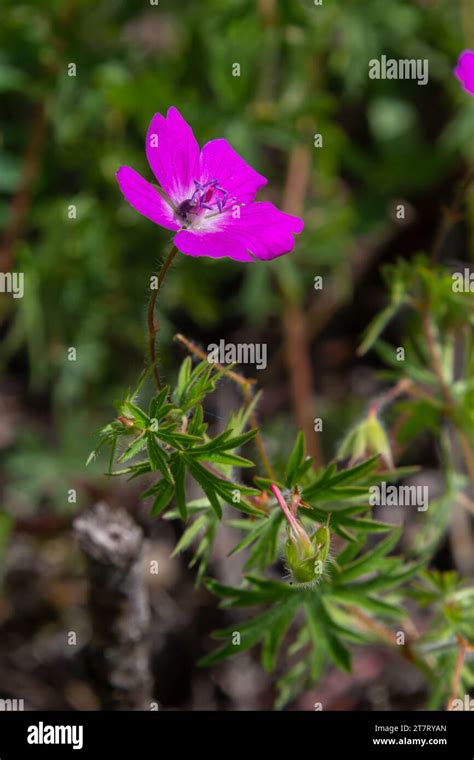 Purple Flowers Of Wild Geranium Maculatum Close Up Spring Nature