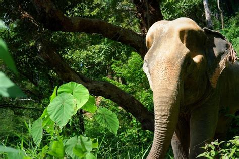 Phuket Ganztägiges Erlebnis im Elefanten Dschungel Schutzgebiet