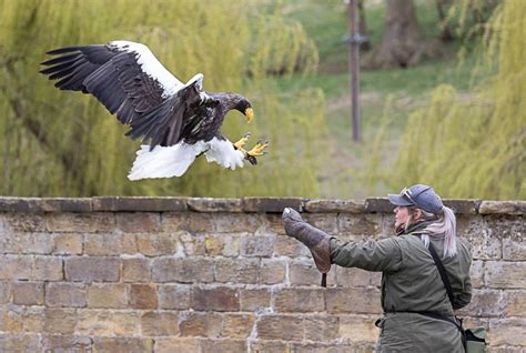 Thirsk Birds Of Prey Centre NYMNP