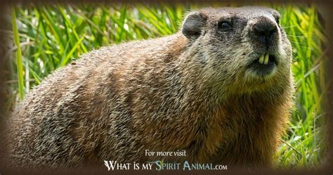 Groundhog Symbolism & Meaning | Spirit, Totem & Power Animal