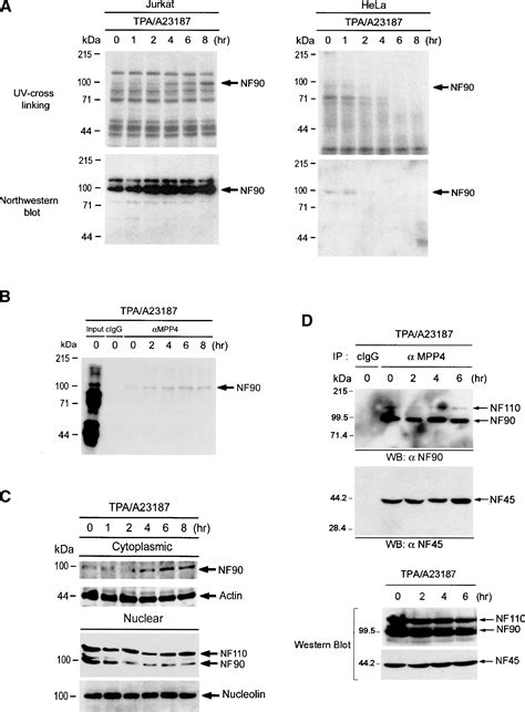 Nuclear Export Of Nf90 Is Required For Interleukin 2 Mrna Stabilization