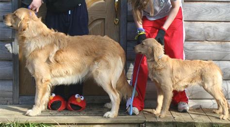 I Do Love Creature Comfort Retrievers Mini Golden Retriever