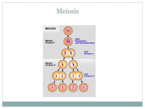 Ppt Klinefelter Syndrome Powerpoint Presentation Free Download Id 5615485