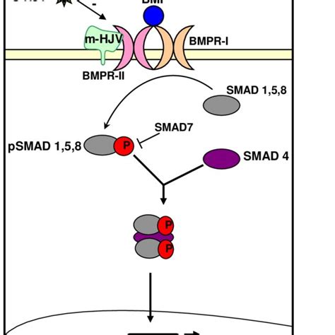 Iron Uptake By Hepatocytes Tfr Pathway Diferric Tf Binds To