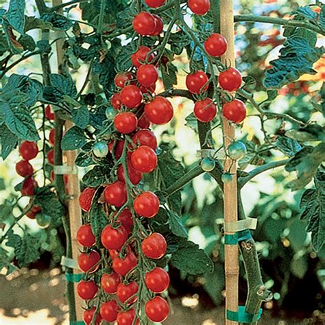 Sweet Million Hybrid Tomato Garden Doctor Favorites J W Jung Seed